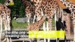 Endangered Giraffe Makes Dramatic Entrance to the World Falling Over 6ft to the Ground