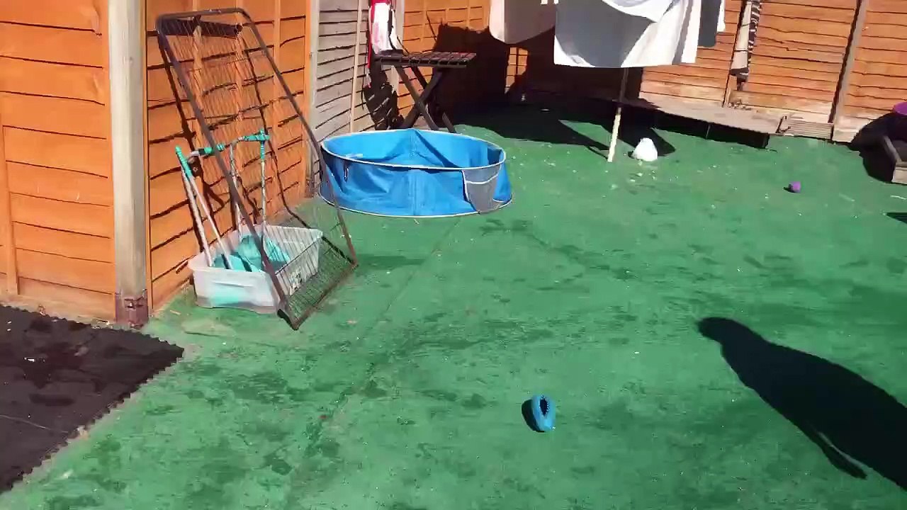 Fareham Doggy Day Care