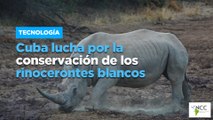 Cuba lucha por la conservación de los rinocerontes blancos