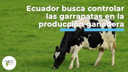 Ecuador busca controlar las garrapatas en la producción ganadera | 473 | 15 al 21 de agosto 2022