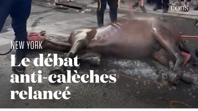 Un cheval de calèche s'effondre dans une rue de Manhattan en pleine journée caniculaire