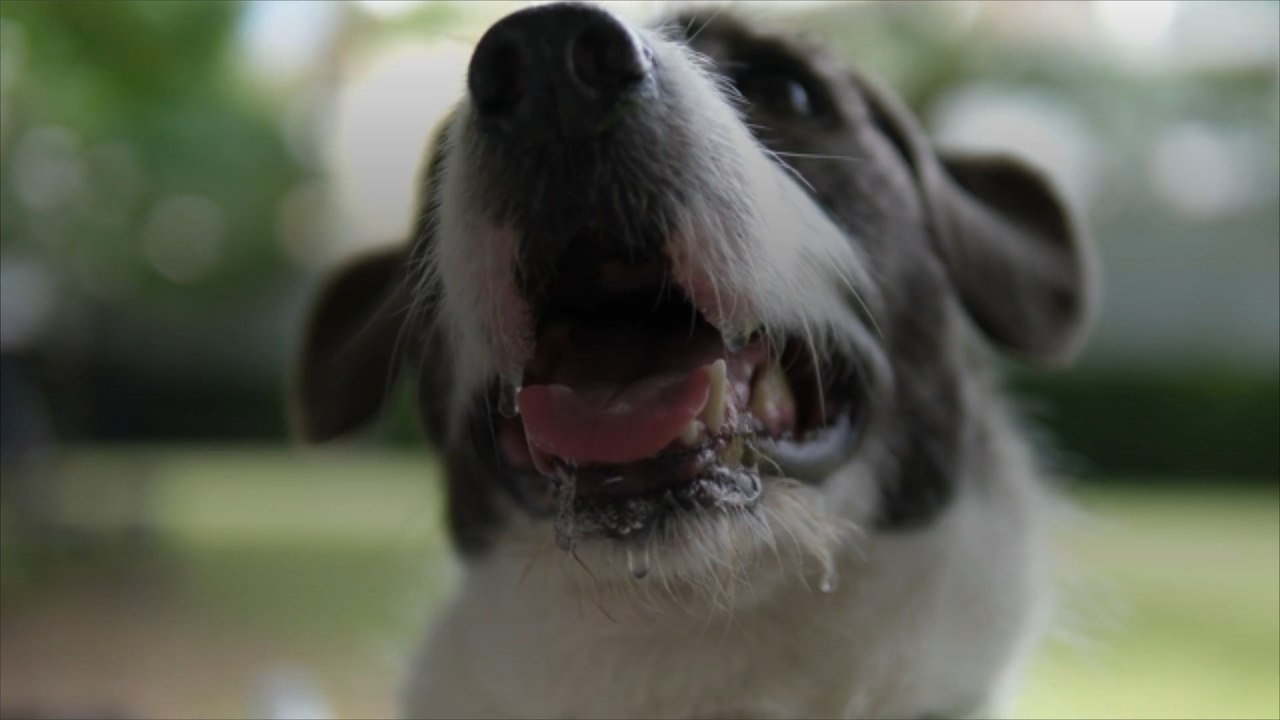 Canicule : comment garder votre animal au frais durant une vague de chaleur ?