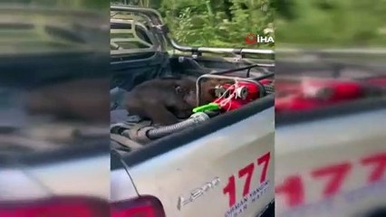 Fazla bal yiyen ayı işte böyle kendinden geçti