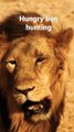 Never miss with hungry lion #lion hunting #lion king