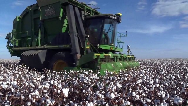 زراعة القطن المصنّف مستداماً تشهد ازدهاراً في البرازيل
