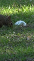 Squirrel on the hunt be like #wild animals #cute pets