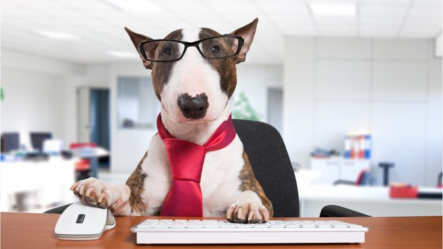 An abandoned dog who suffered ‘untold abuse’ and was found 'actively dying' became a well-paid doggy 'beer' boss