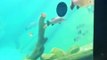 Ce dingue plonge dans un aquarium pour nager avec les poissons au zoo de Sydney