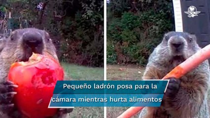 Marmota "sinvergüenza": roba cosecha y se la come frente a cámara de seguridad