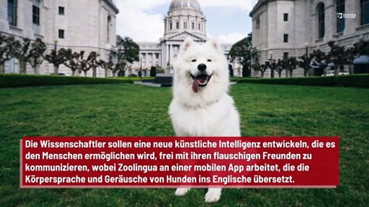 Menschen könnten bald mit Hunden sprechen
