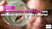 La enfermedad de Chagas, una zoonosis desatendida y mortal
