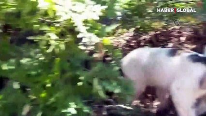 Konya'da ormanlık alanda ölüme terk edilmiş 21 köpek yavrusu bulundu!