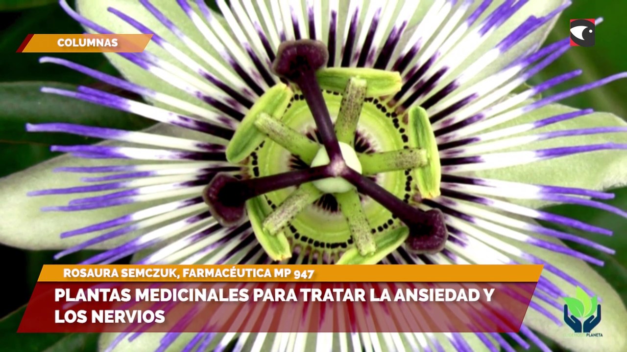 Plantas medicinales para tratar la ansiedad y los nervios