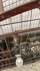 Trio é preso e animais silvestres são resgatados em Fortaleza e Maracanaú