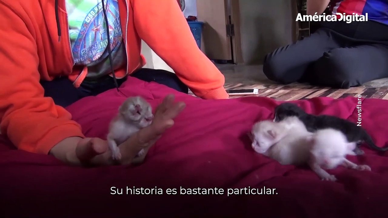 Thong y Thung: el gato que sorprende por tener dos caras