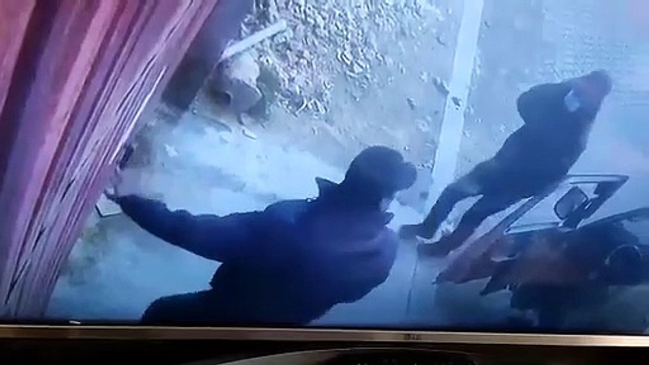 Envenenan perros para robar casas en el Alto; l...