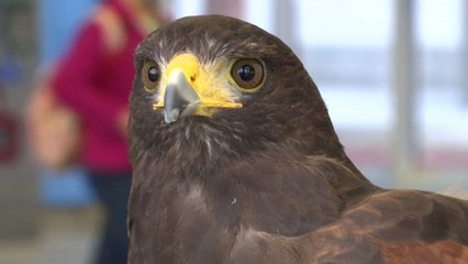 Pac-Man the hawk scares pigeons out of San Francisco area metro station
