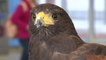 Pac-Man the hawk scares pigeons out of San Francisco area metro station