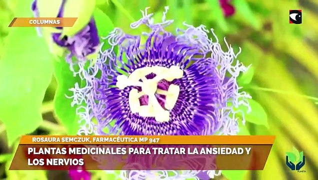Plantas medicinales para tratar la ansiedad y los nervios