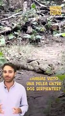Impresionante pelea entre dos serpientes venenosas