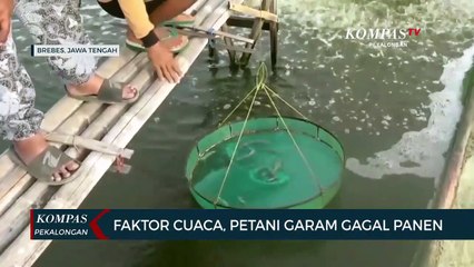 Faktor Cuaca, Petani Garam Gagal Panen
