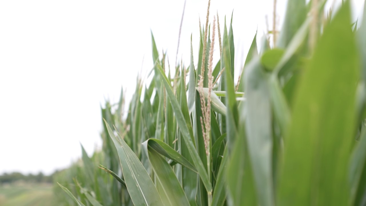 Extreme climate events could impact crop insurance payouts for farmers, taxpayers