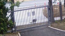 Kangaroo attempts to breach Russian embassy gates | August 12, 2022 | Canberra Times