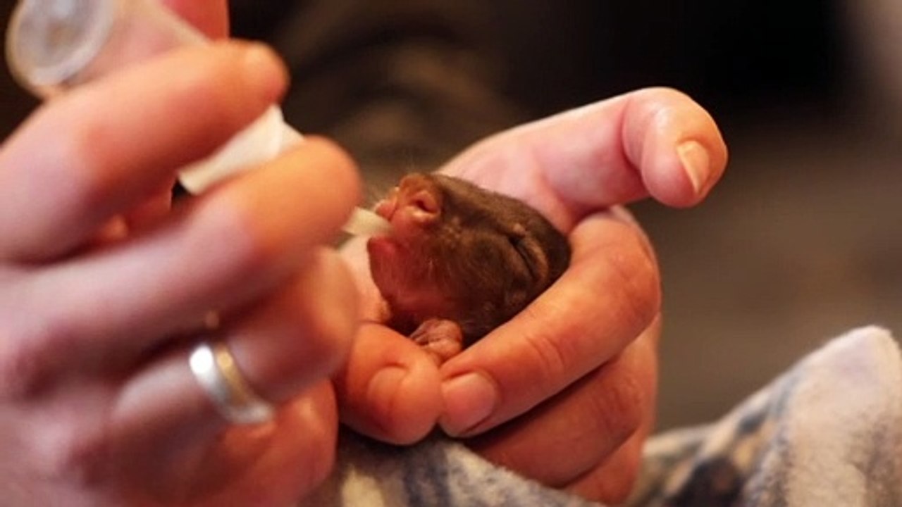 Aussie Ark rescues tiny orphaned joey from freezing - Gloucester Advocate - 12 August 2022