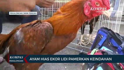 Ayam Hias Ekor Lidi Pamerkan Keindahan