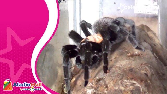 Dari Hobi jadi Bisnis, Budidaya Laba-laba Hasilkan Puluhan Juta Rupiah