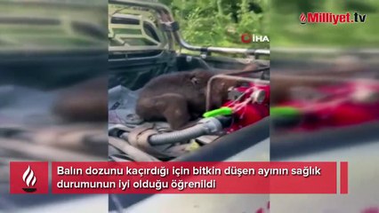 Türkiye onu konuşuyor! İşte balı fazla kaçıran ayının son hali