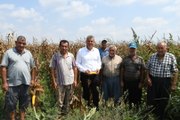 CHP’li Barut: Çıftçi mısırda taban fiyatının 7 lira olmasını istiyor