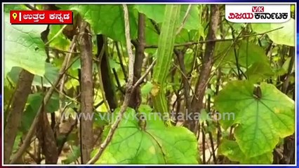 ಮಳೆಗೆ ಕೊಳೆತ ಕಾಡವಾಡದ ಸಾವಯವ ಕೃಷಿ