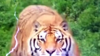 Beautiful  Tiger