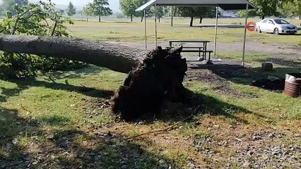 Çorum’da fırtına ağaçları kökünden söktü