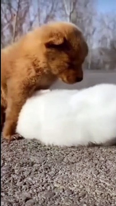 Funny Beautiful Pet Animals Video