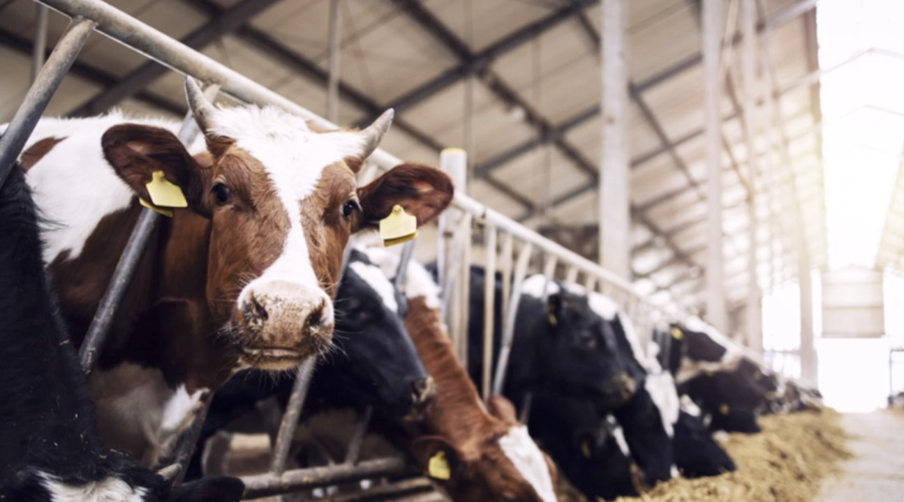 Kuh zerquetscht Landwirt am Metallgitter