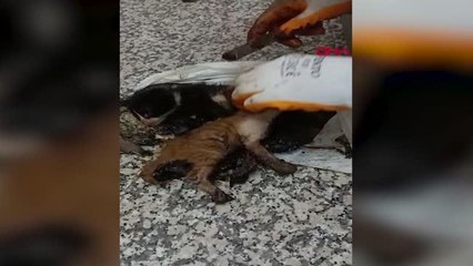 ZİFTE BULANAN YAVRU KEDİLER TEMİZLENDİ