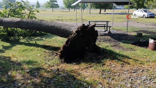 Kentin altını üstüne getiren olay! Vatandaşlar ne yapacağını şaşırdı, 150 yıllık ağaç bile kökünden söküldü