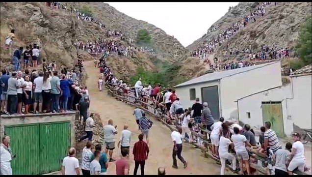 Rescate de una vaca del barranco durante el encierro del Pilón en Falces
