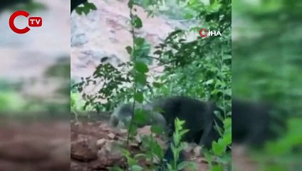 Anne ve yavru ayının dut keyfi