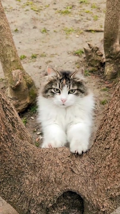 cute lover funny cat #tiktok #viral #cats #pet #youtubeshorts #shorts #cute #cat10