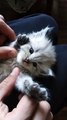 cute lover funny cat #tiktok #viral #cats #pet #youtubeshorts #shorts #cute #cat15
