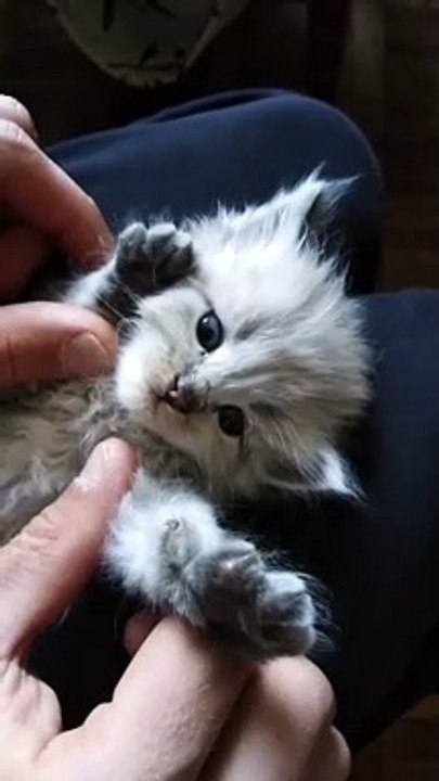 cute lover funny cat #tiktok #viral #cats #pet #youtubeshorts #shorts #cute #cat15