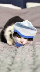 cute lover funny cat #tiktok #viral #cats #pet #youtubeshorts #shorts #cute #cat13