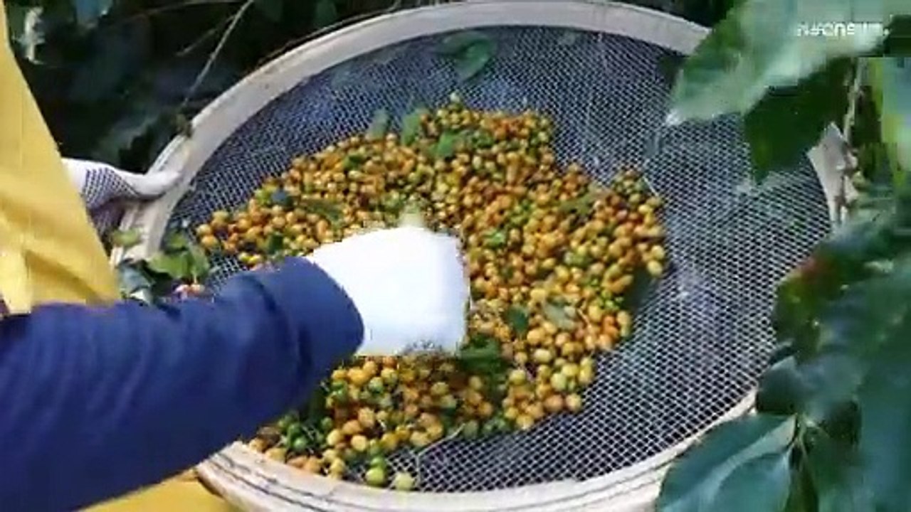 Der Kaffeemarkt erfindet sich neu mit Spezialitätenkaffee