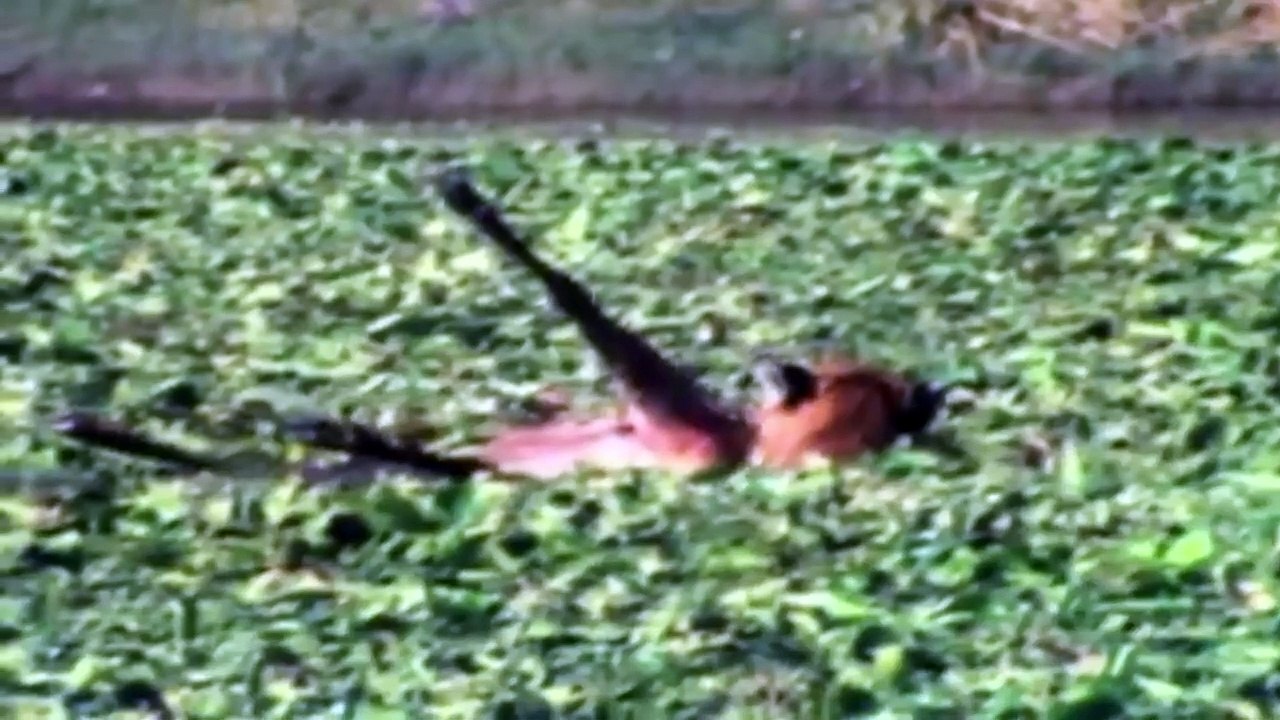 Tigers And Lions Showing Off Their Savage Skills