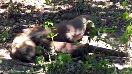 15 Fearless Wild Animals Showing Off Their Powers