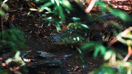 Most Epic Wild Boar Moments Caught On Camera