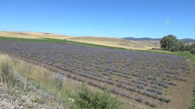 Bingöl haber! Rengi ve kokusunu sevdiği lavanta genç kadını üretici yaptı